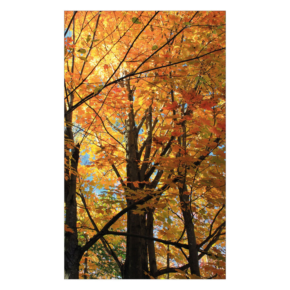 Duschrückwand nach maß