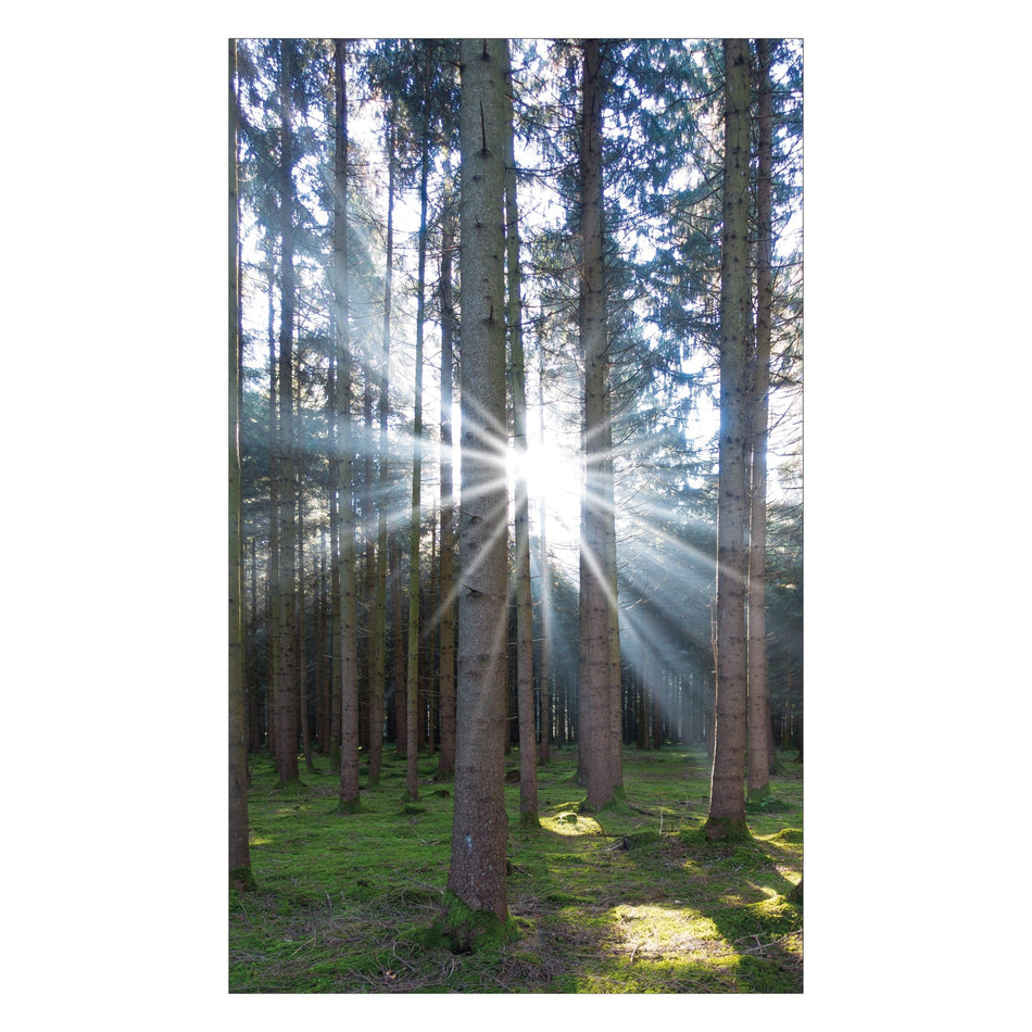 Toilettenrückwand nach maß