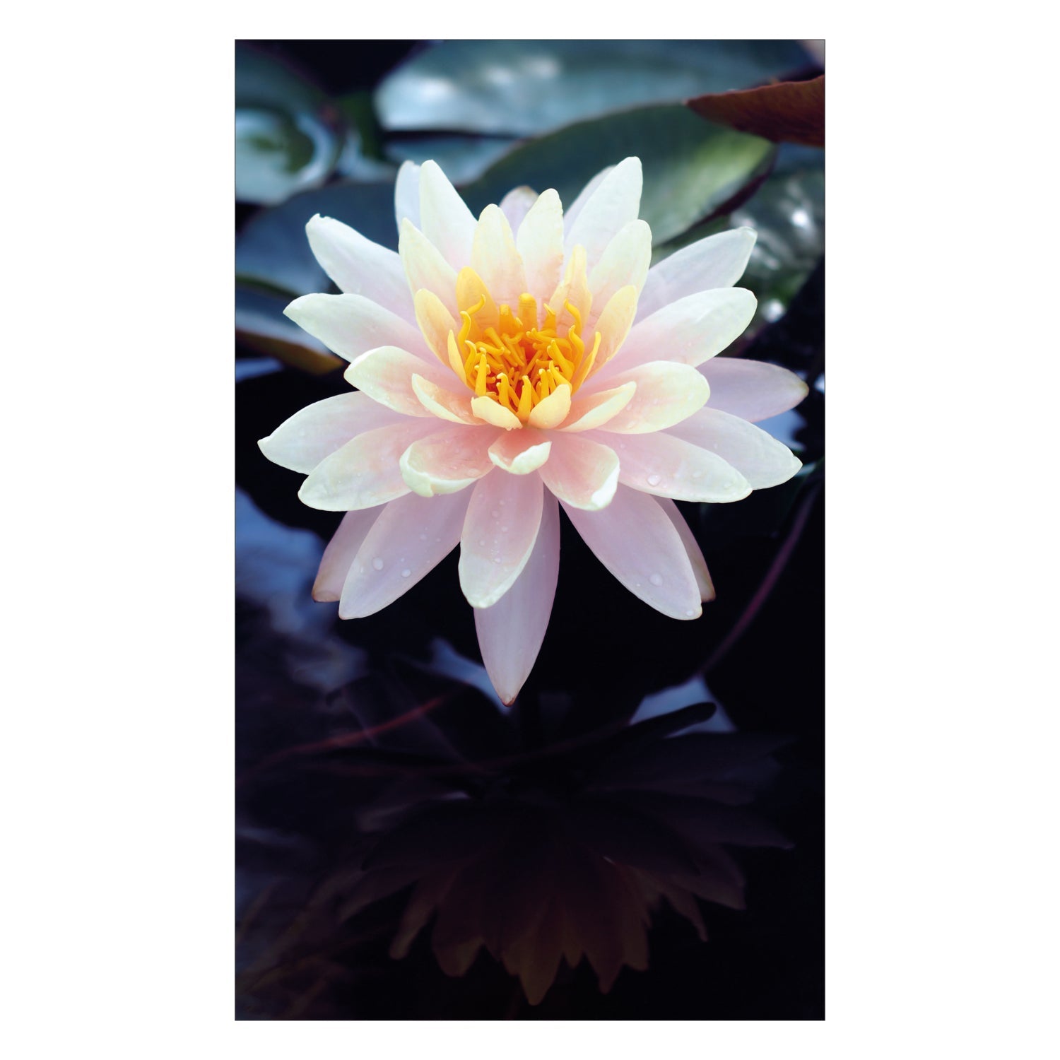 Duschrückwand nach maß