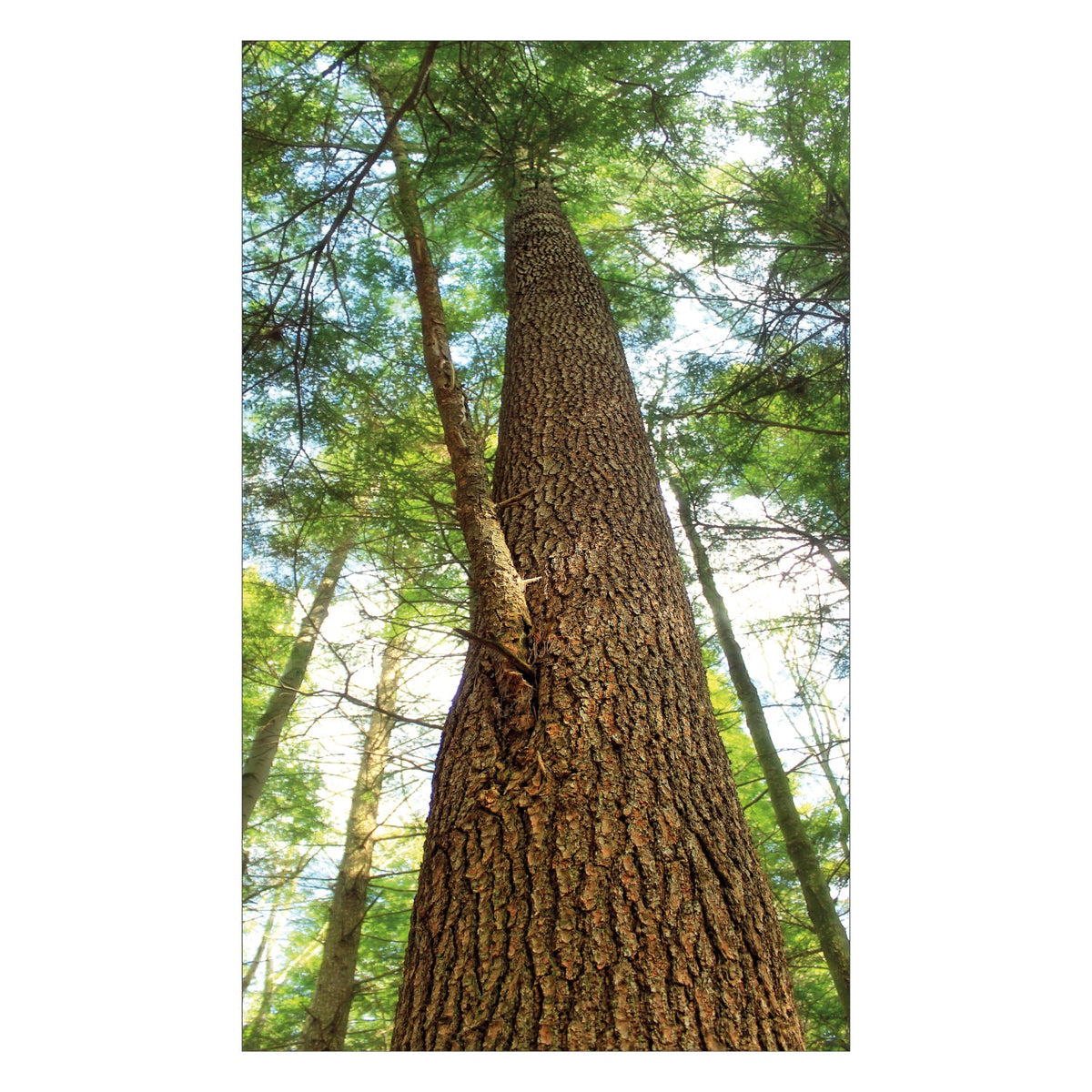 Duschrückwand nach maß