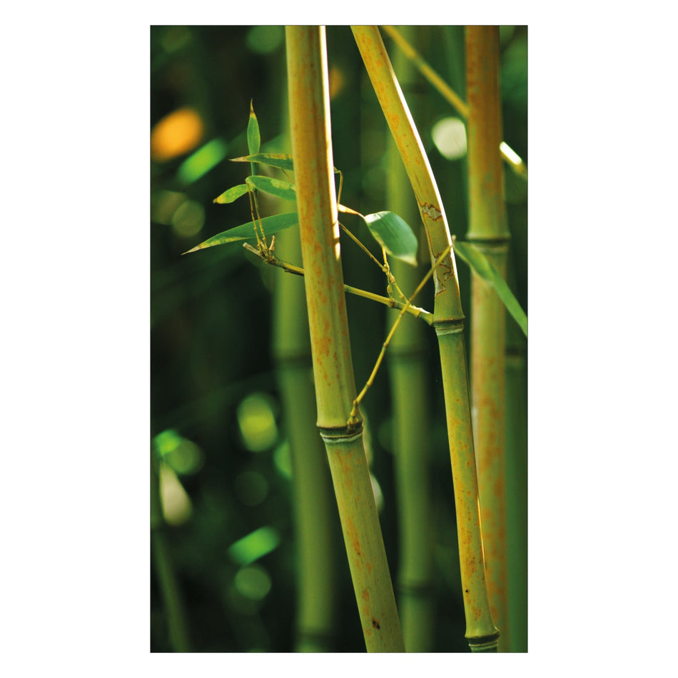 Duschrückwand nach maß