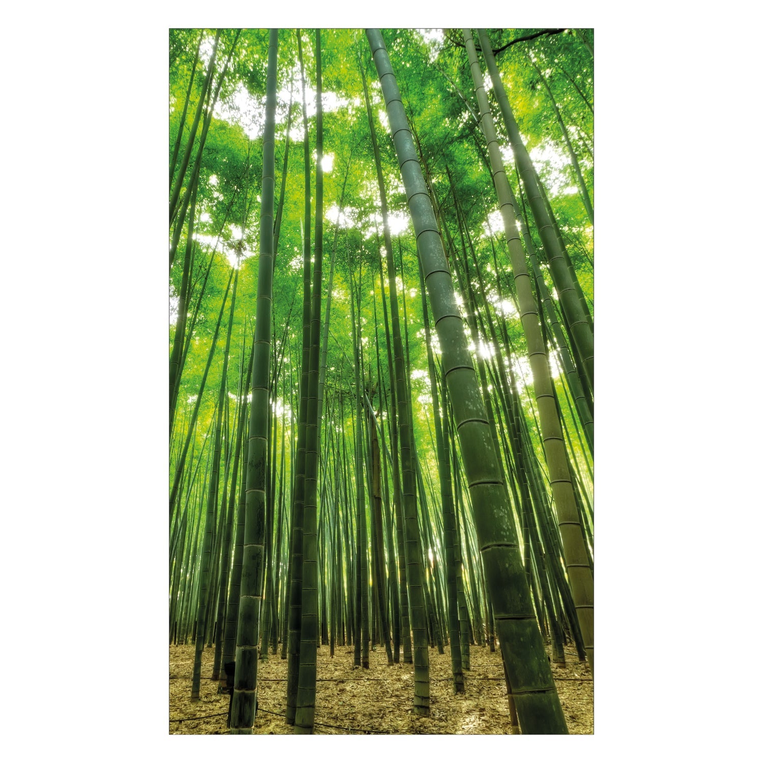 Duschrückwand nach maß