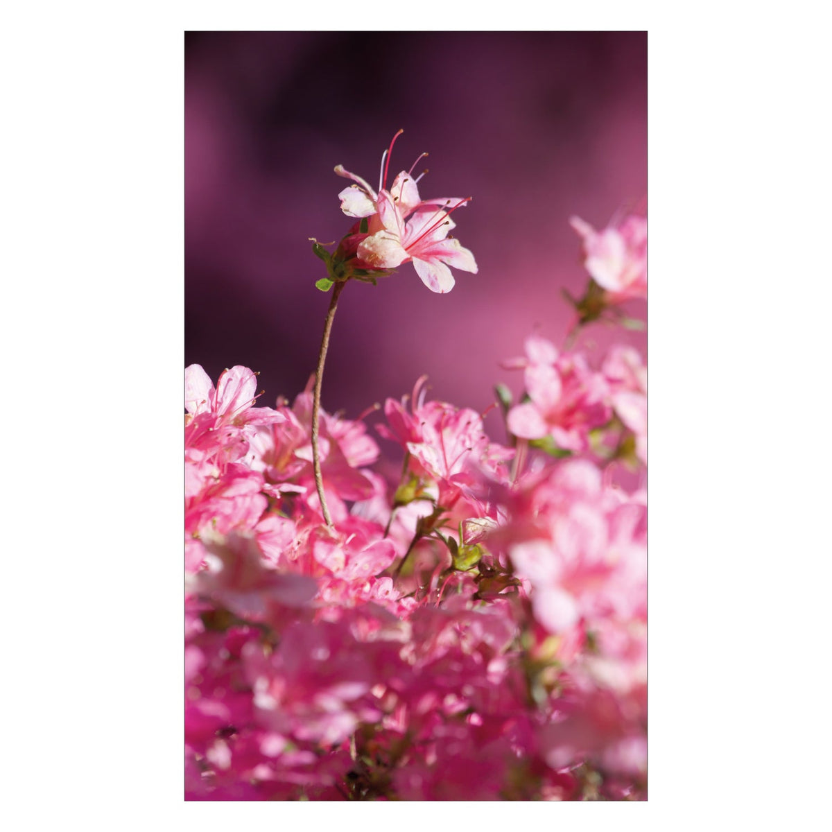 Duschrückwand nach maß