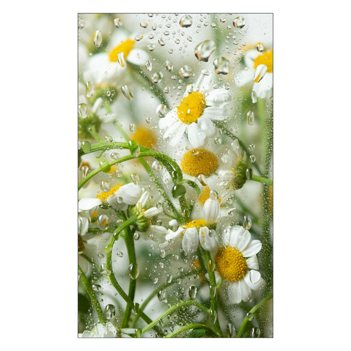 Duschrückwand nach maß