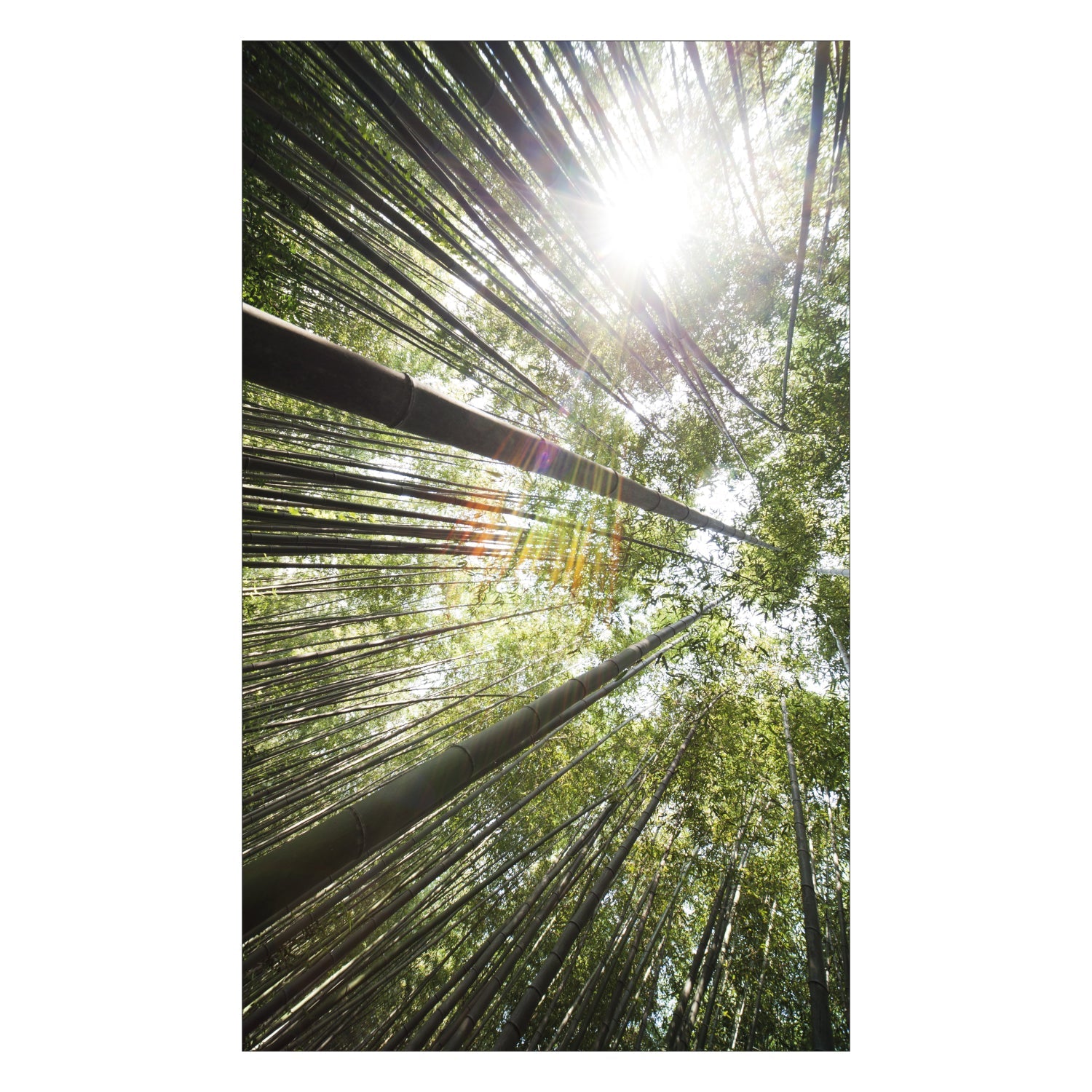 Duschrückwand nach maß