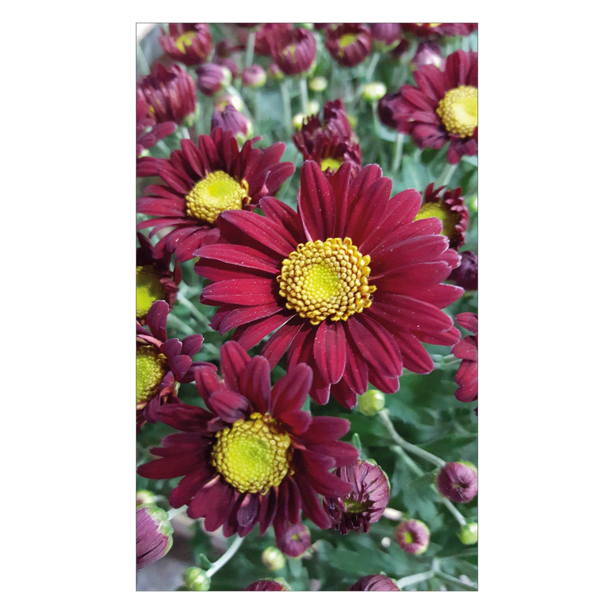 Duschrückwand nach maß