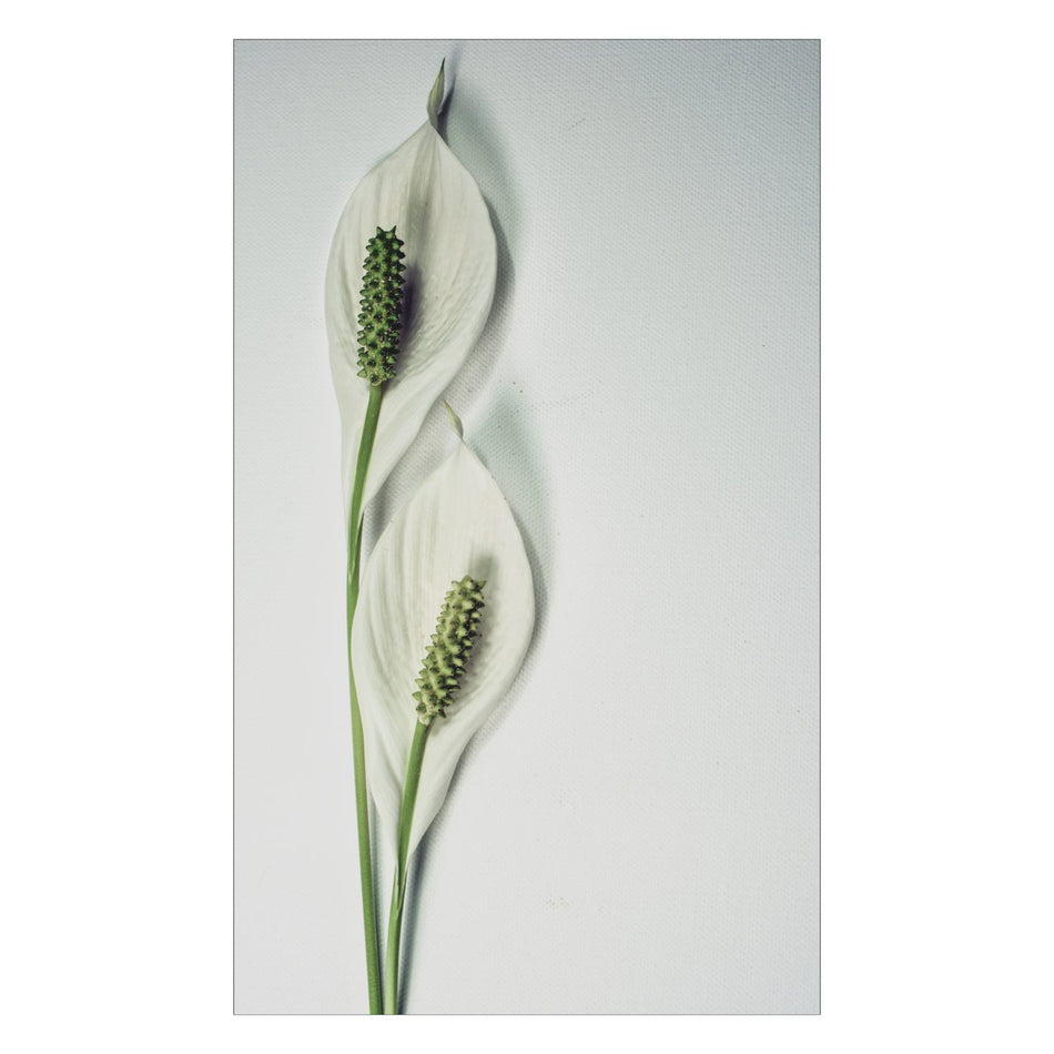 Duschrückwand nach maß