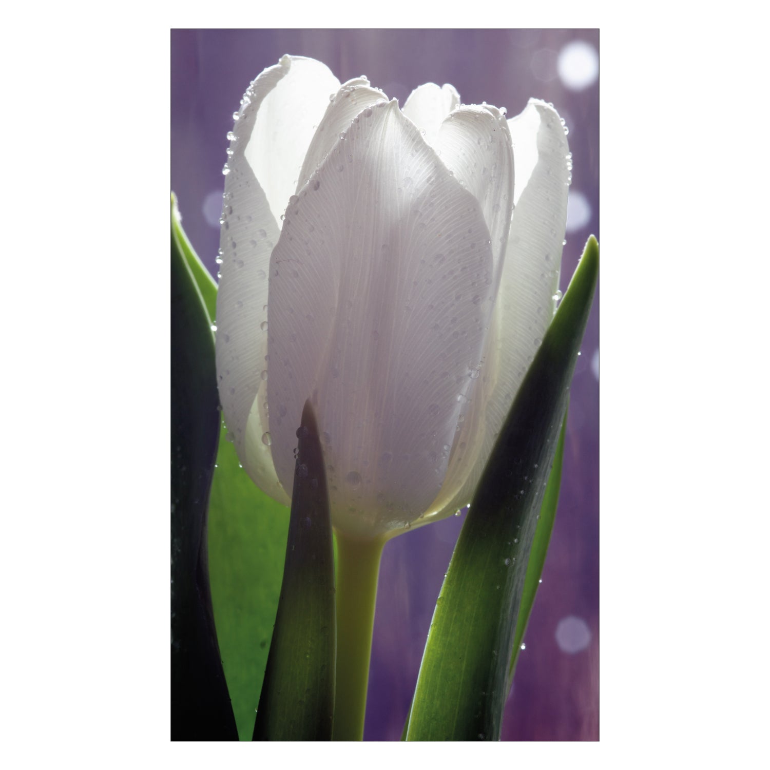 Duschrückwand nach maß