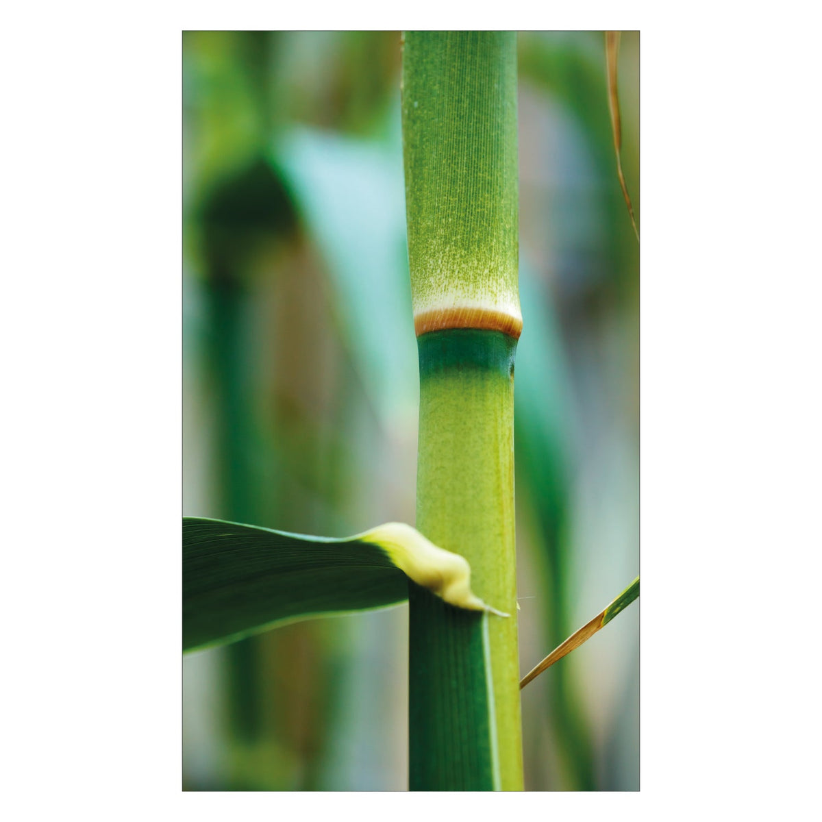 Duschrückwand nach maß