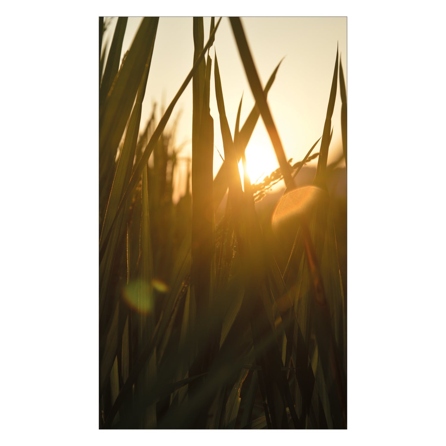 Duschrückwand nach maß