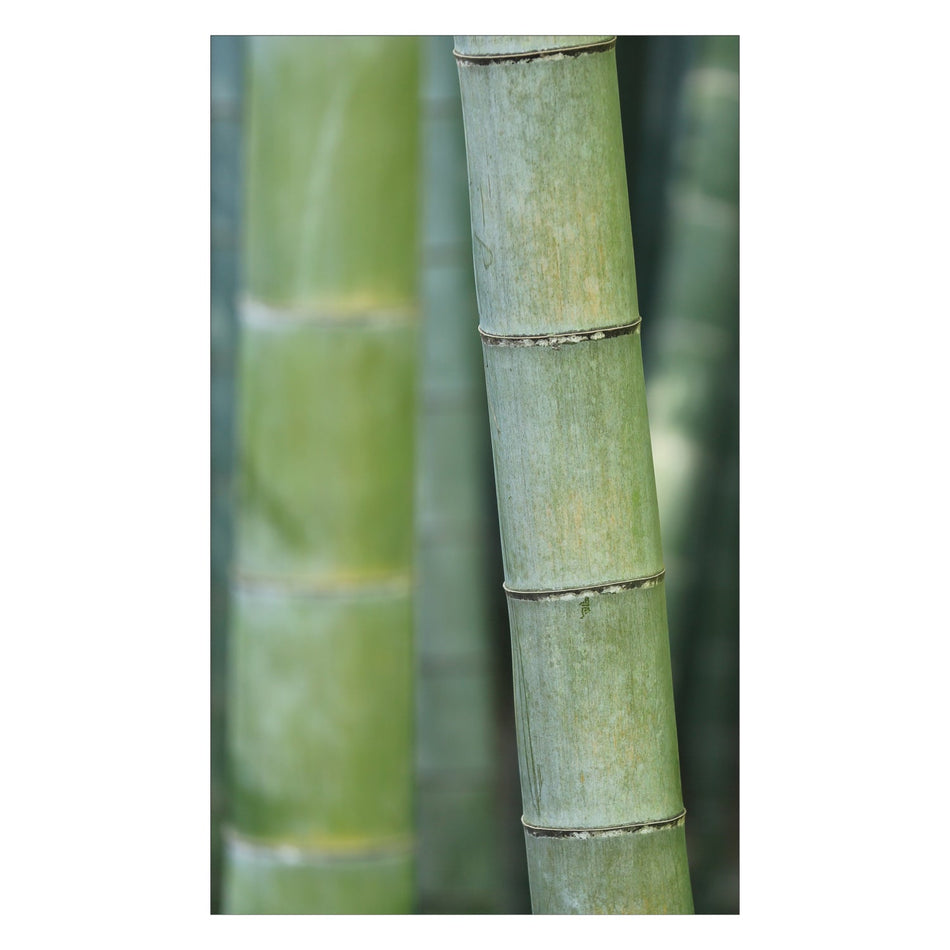 Duschrückwand nach maß