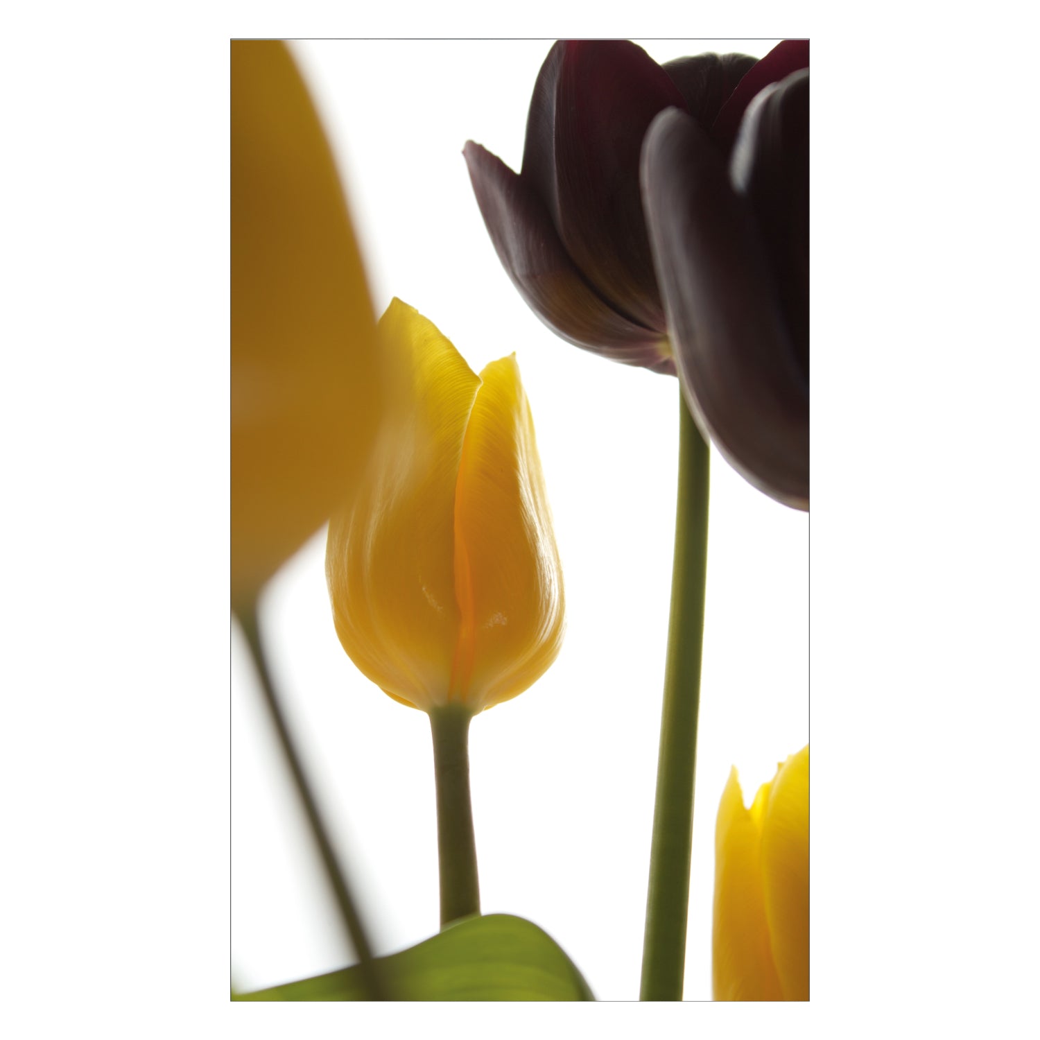 Duschrückwand nach maß