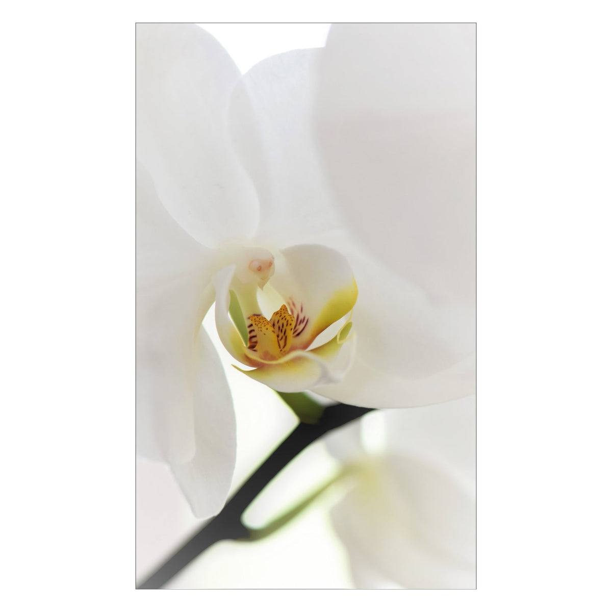 Duschrückwand nach maß