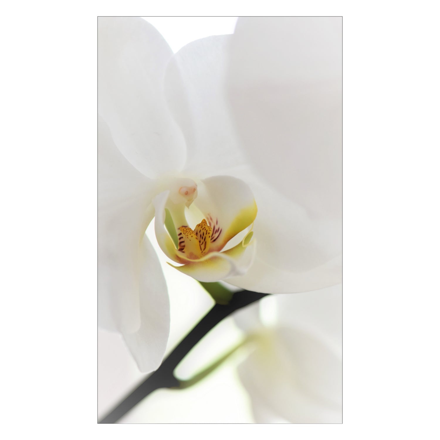 Duschrückwand nach maß