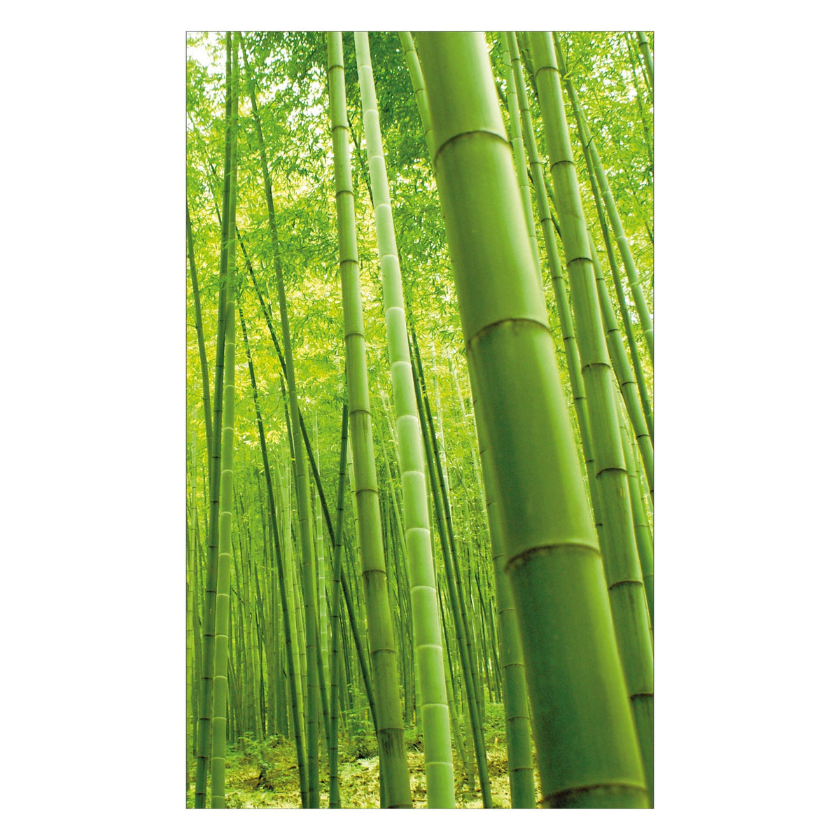 Duschrückwand nach maß