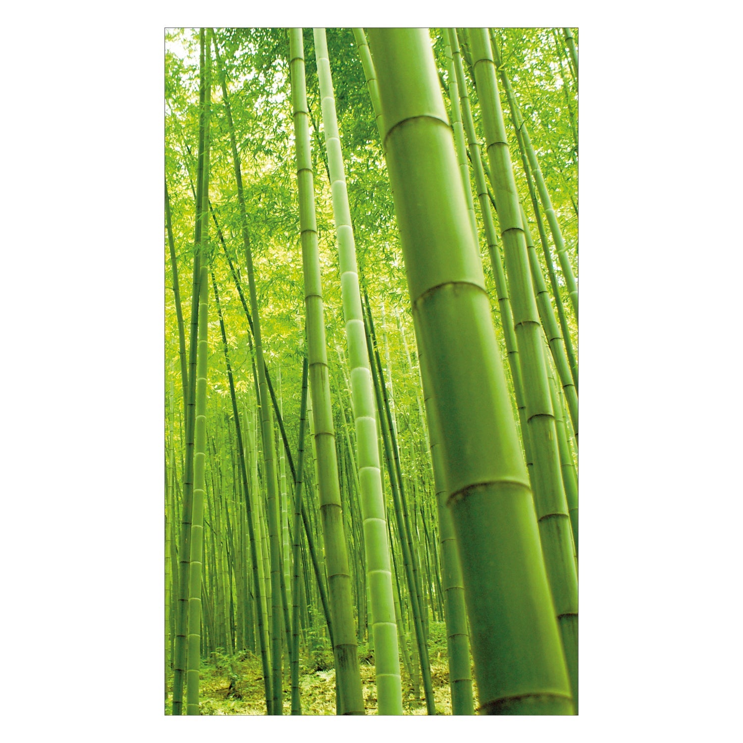 Duschrückwand nach maß