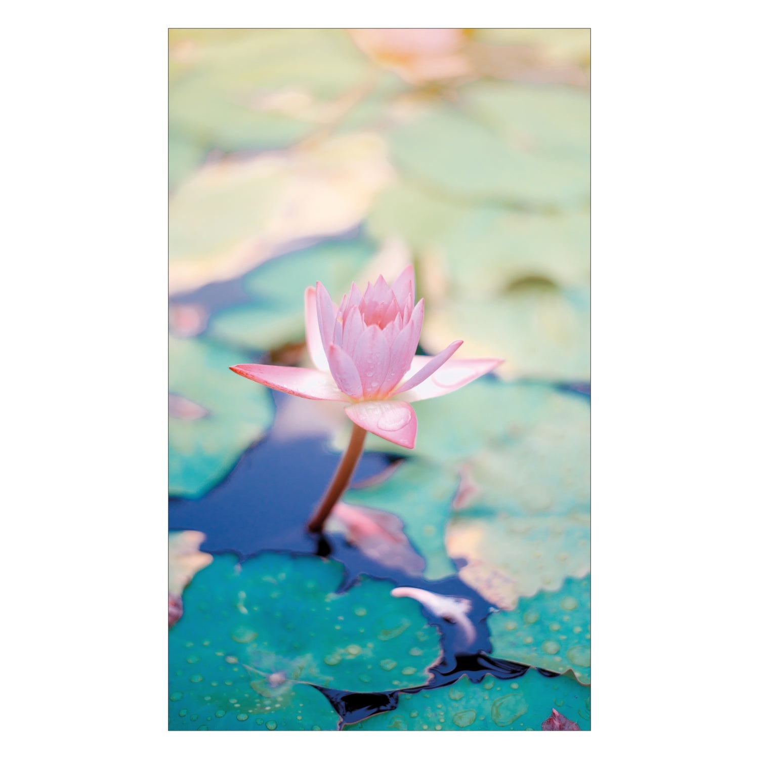 Duschrückwand nach maß