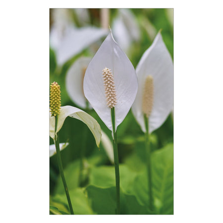 Duschrückwand nach maß