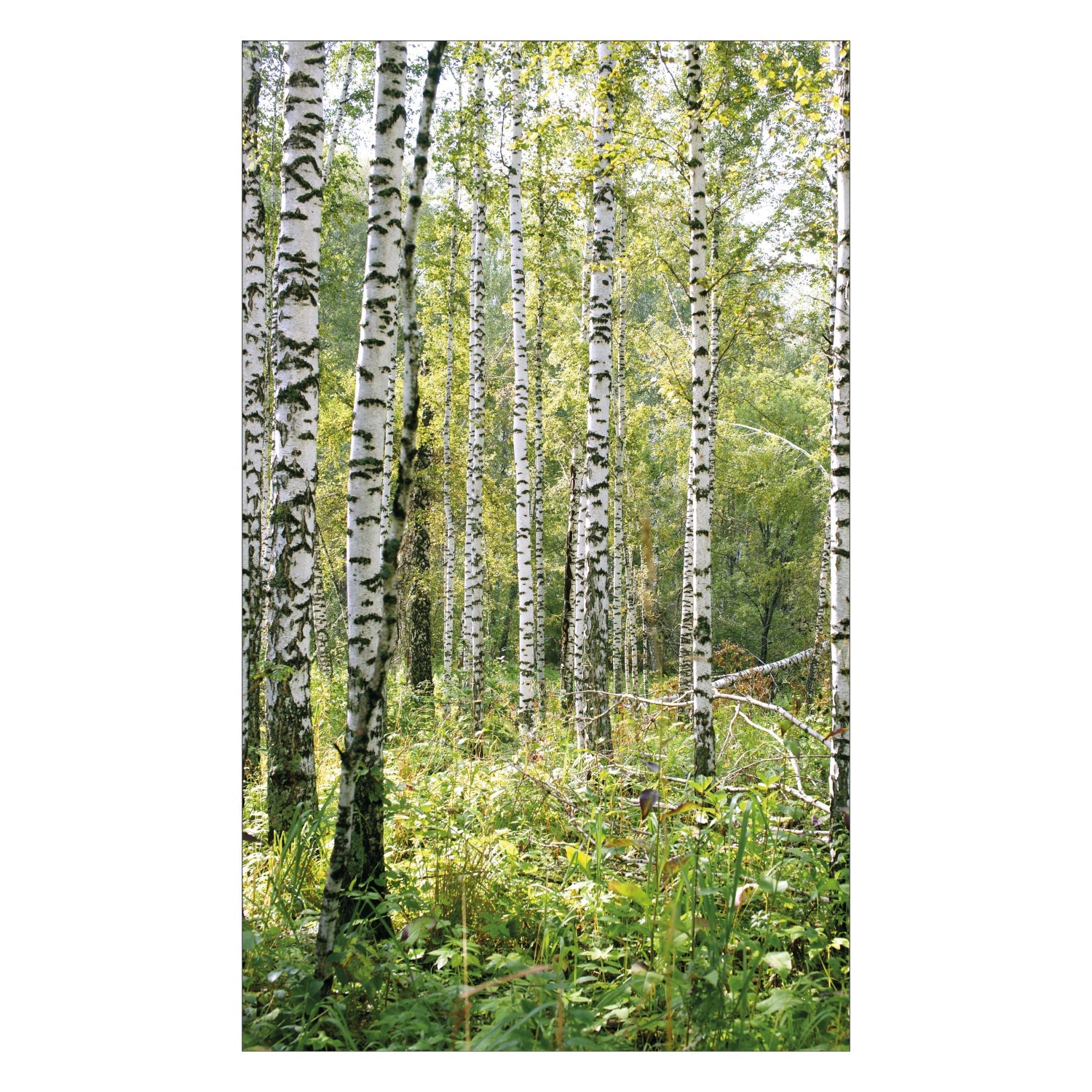 Duschrückwand nach maß