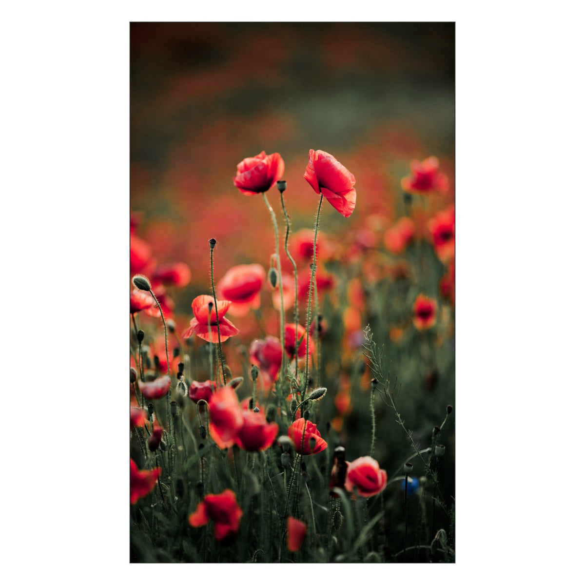 Toilettenrückwand nach maß