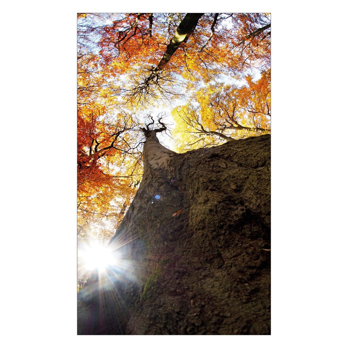 Duschrückwand nach maß