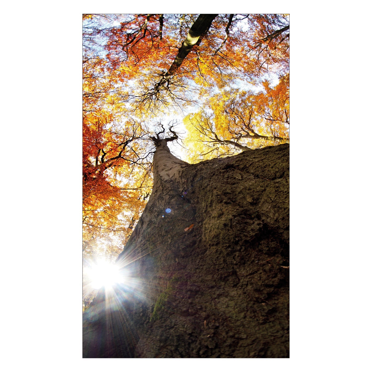 Duschrückwand nach maß