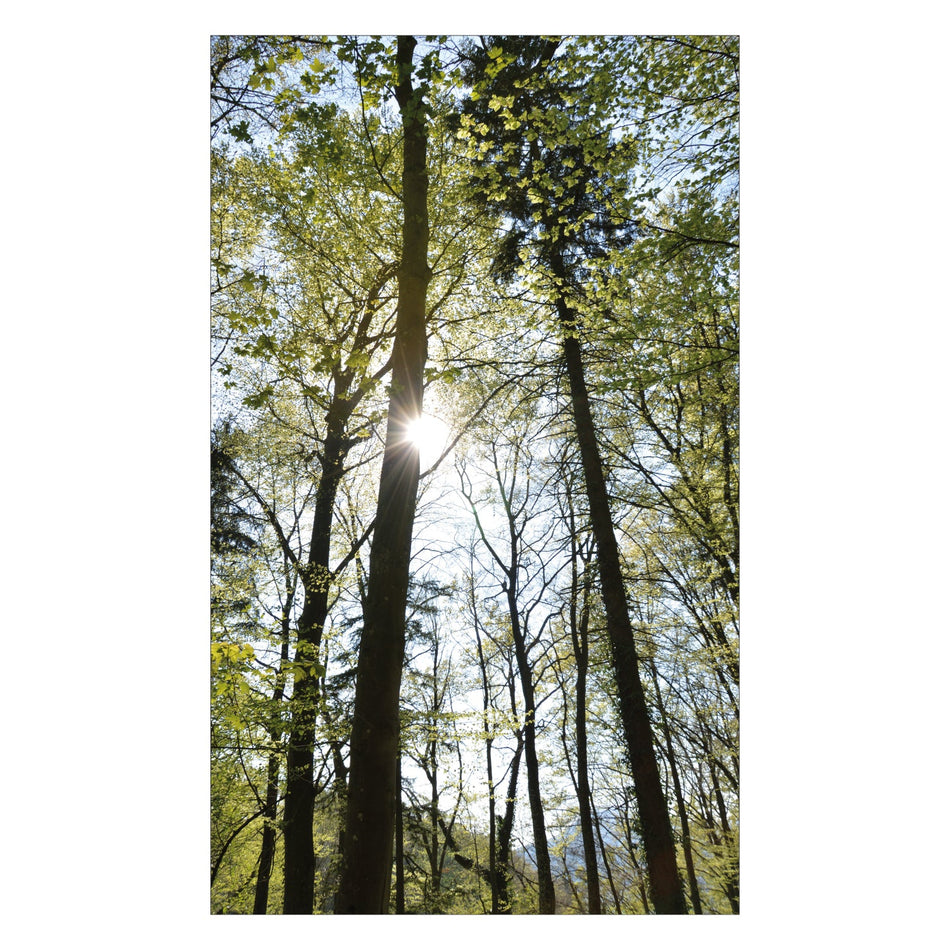 Duschrückwand nach maß