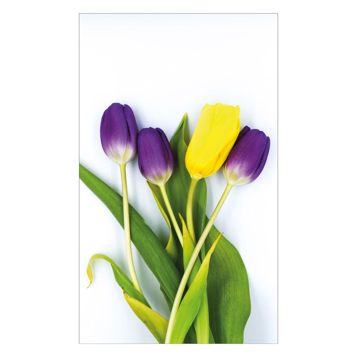 Duschrückwand nach maß