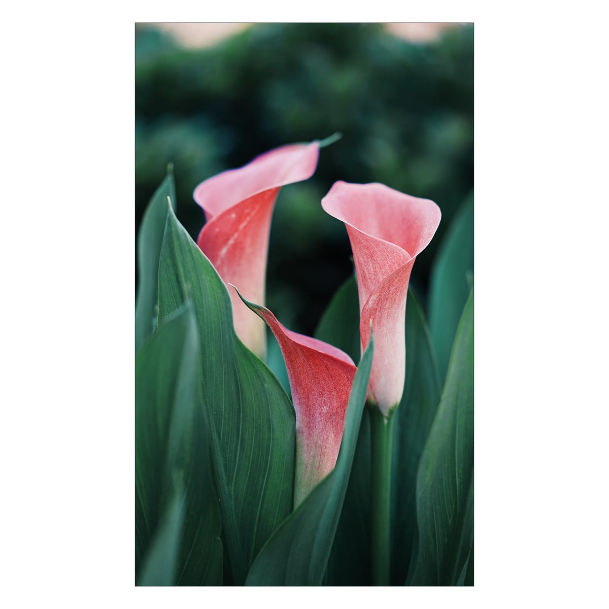 Duschrückwand nach maß