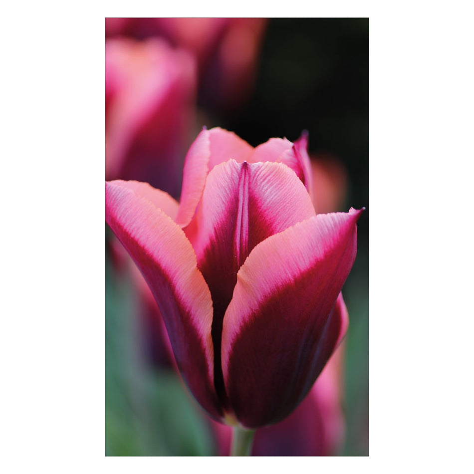 Duschrückwand nach maß