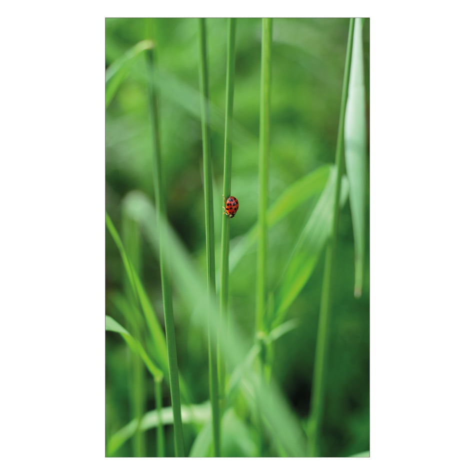 Duschrückwand nach maß