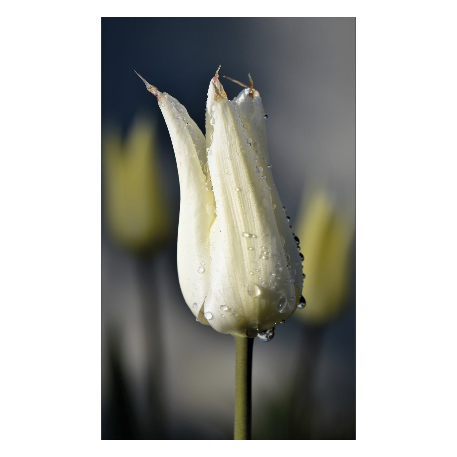 Duschrückwand nach maß