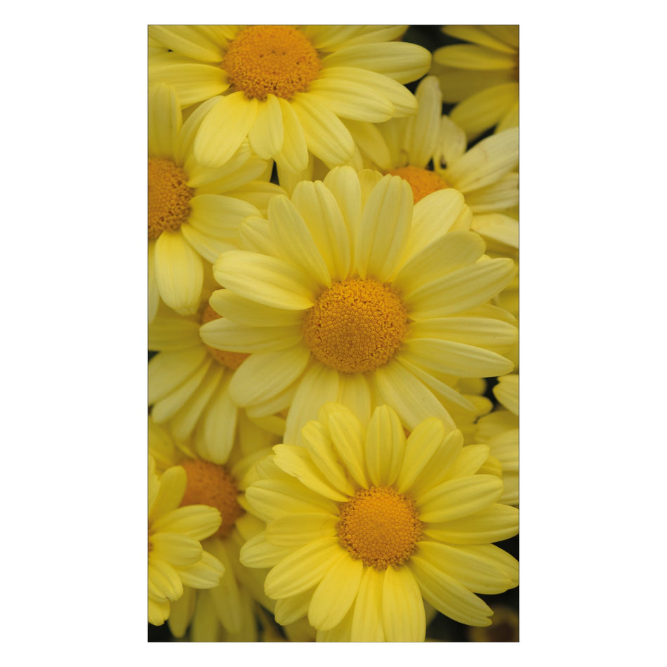 Duschrückwand nach maß