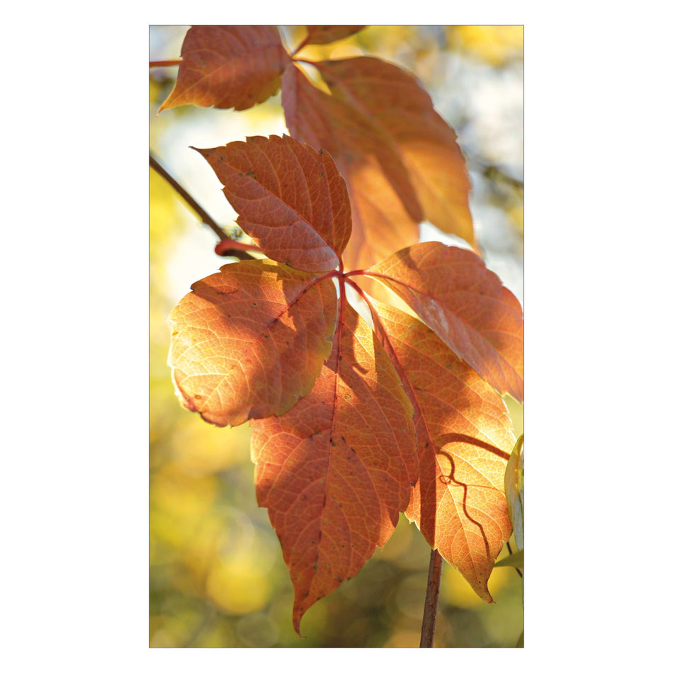 Duschrückwand nach maß