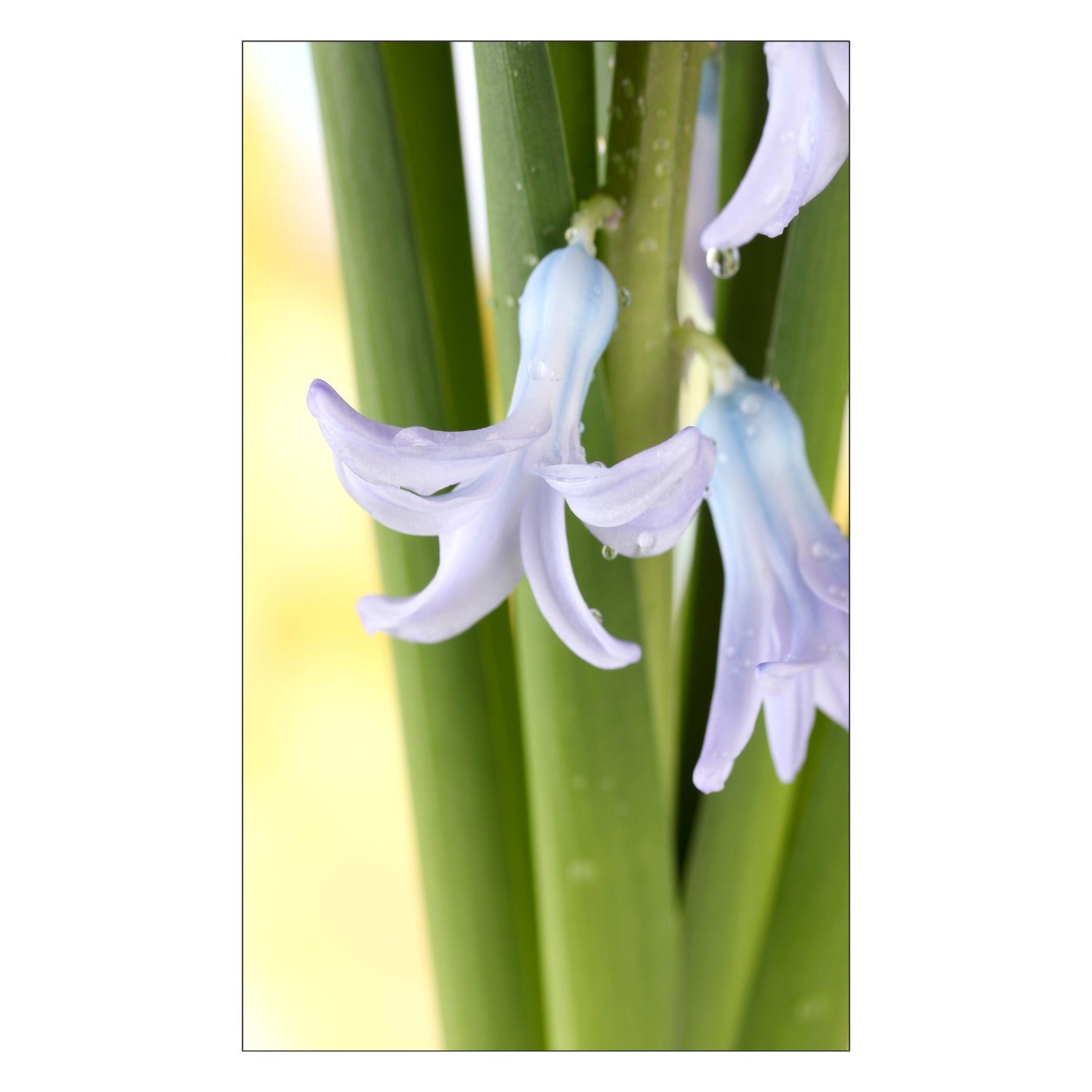 Toilettenrückwand nach maß