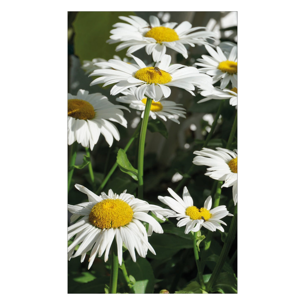 Duschrückwand nach maß