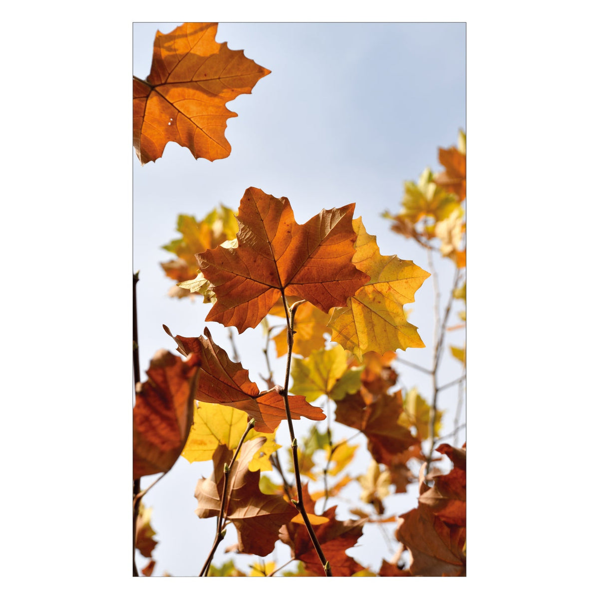 Duschrückwand nach maß