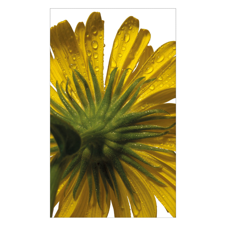 Duschrückwand nach maß