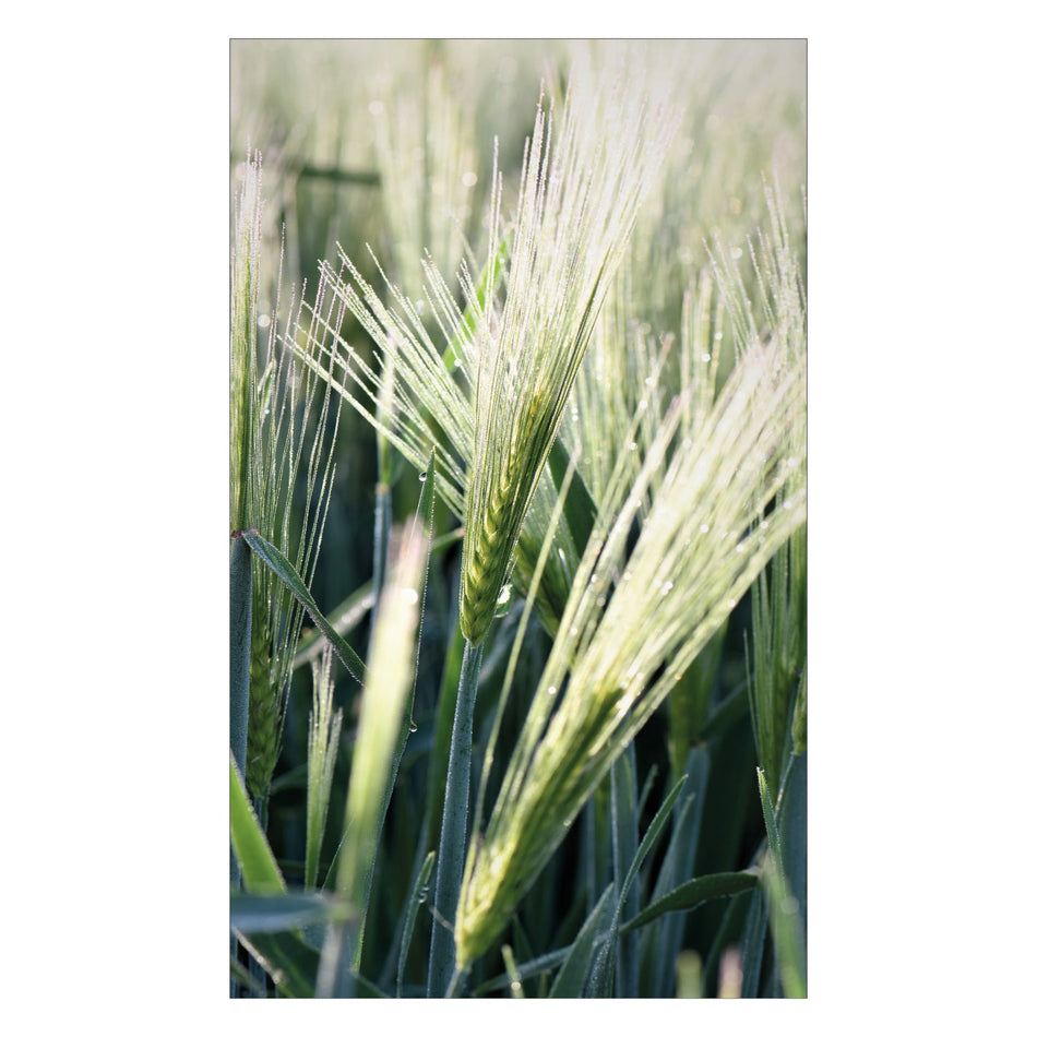 Duschrückwand nach maß