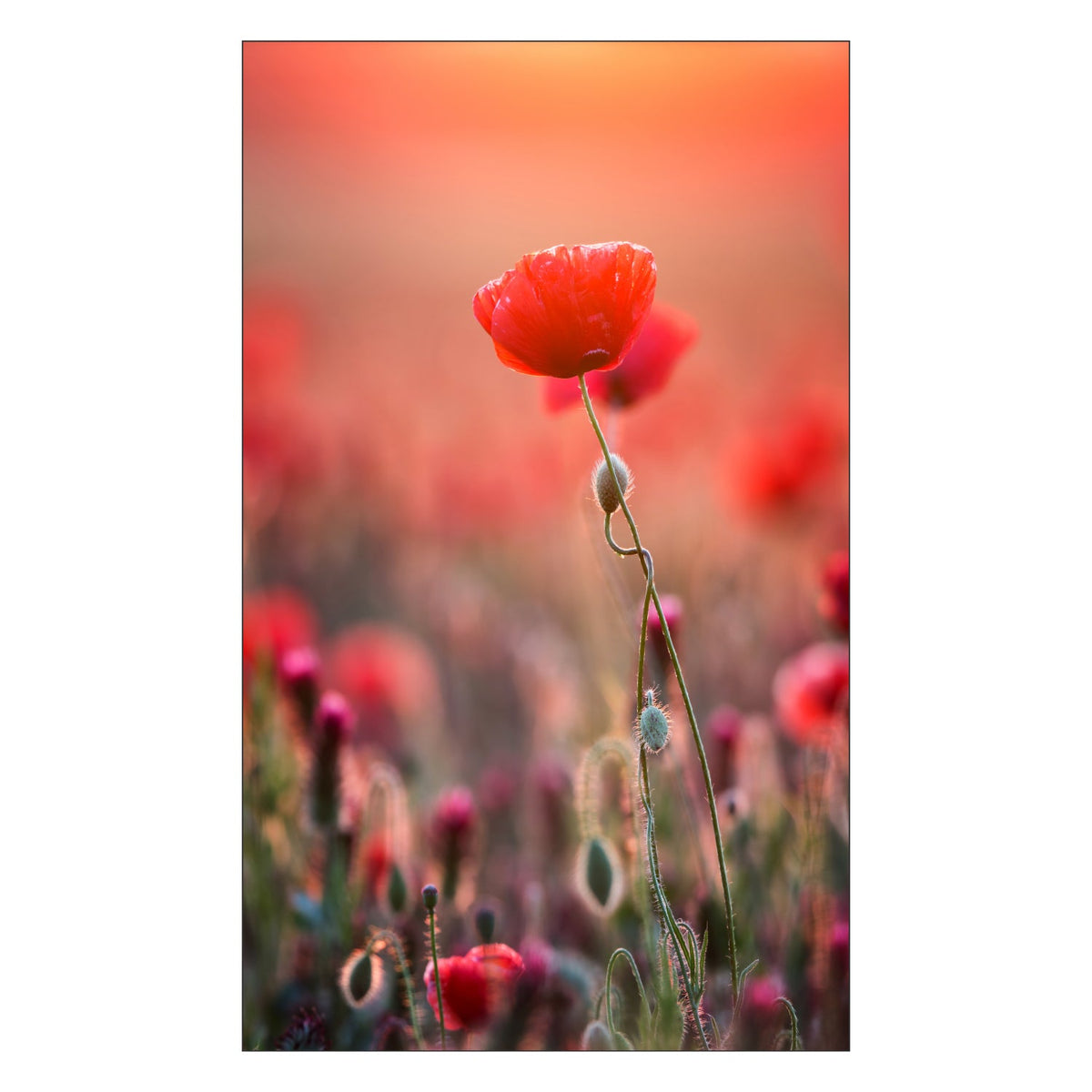 Toilettenrückwand nach maß