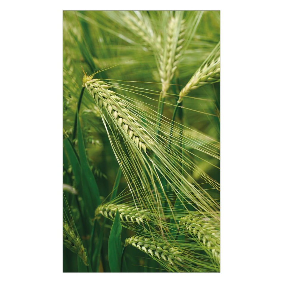 Duschrückwand nach maß