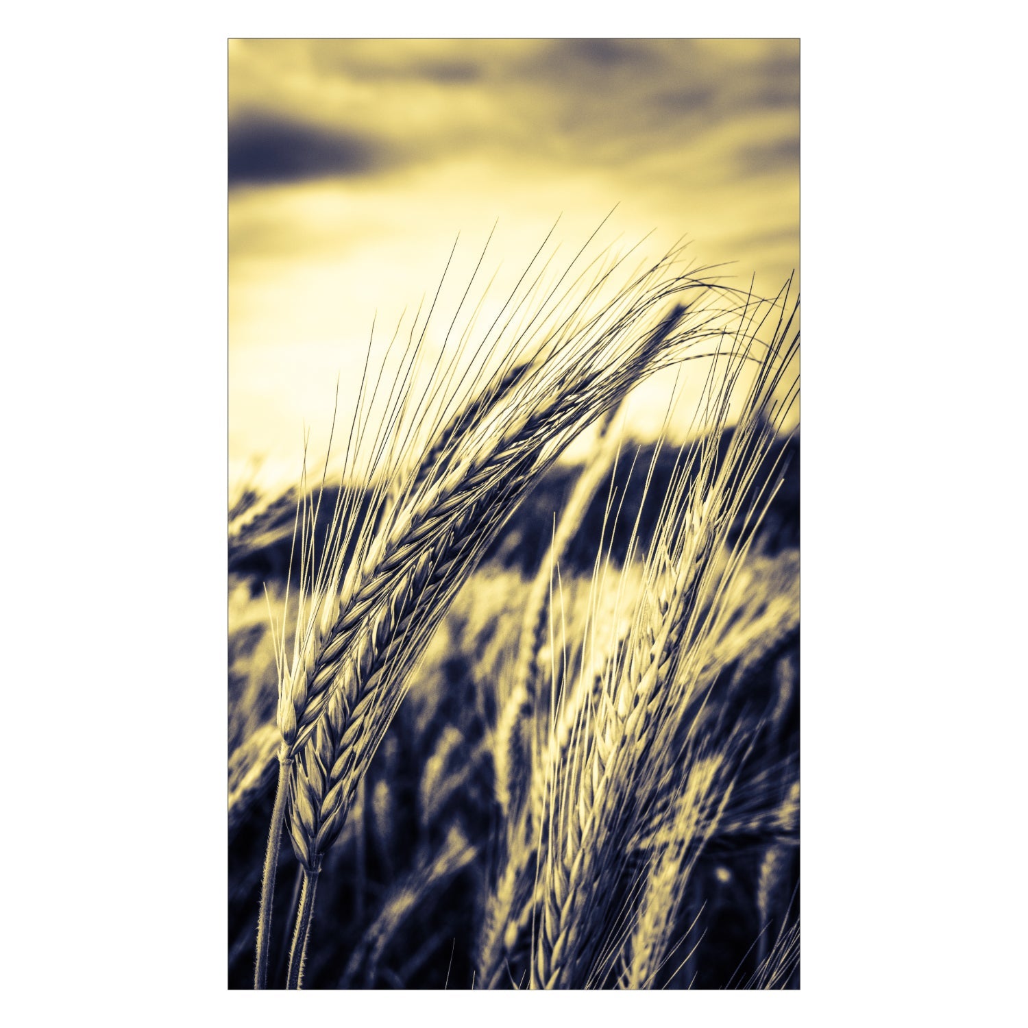 Duschrückwand nach maß