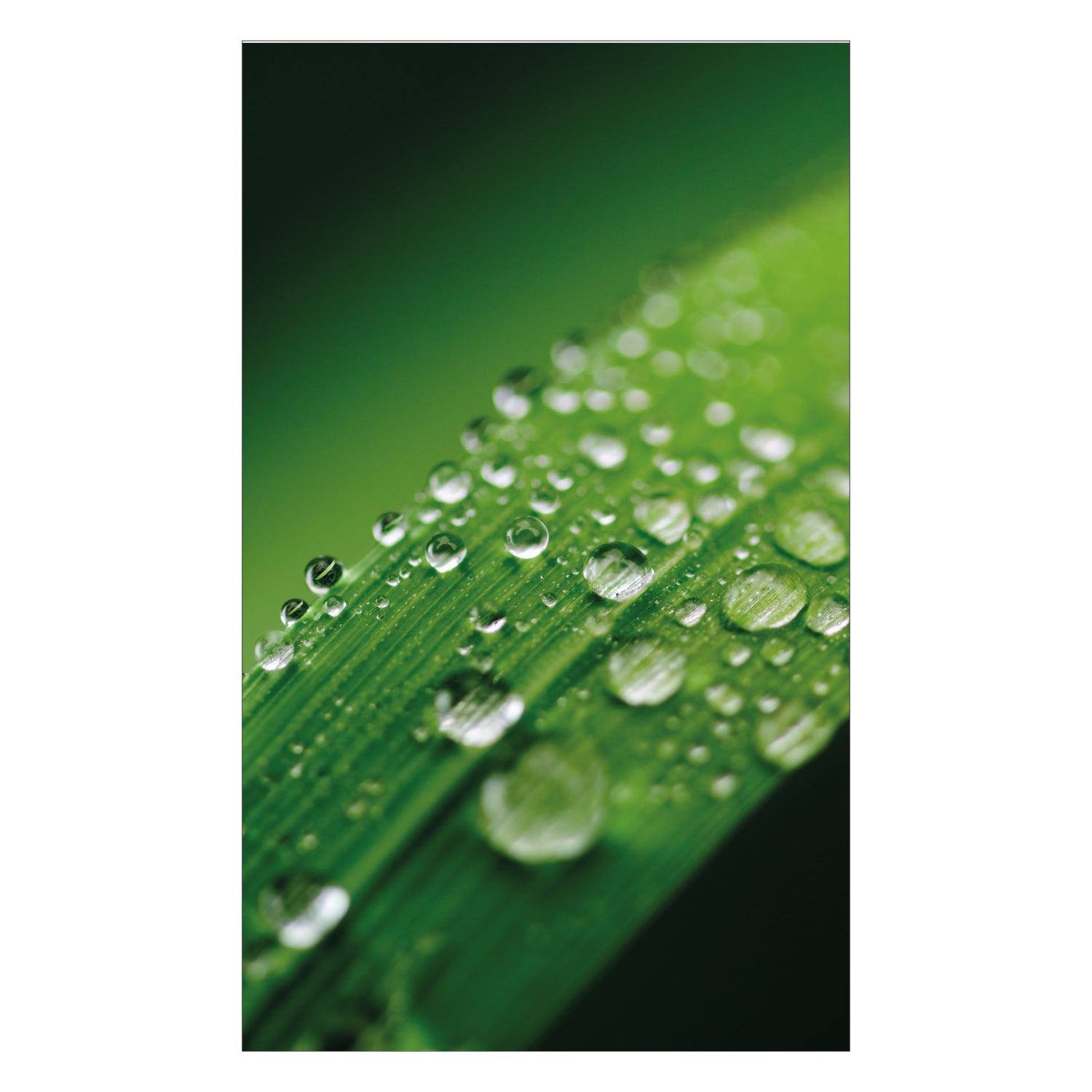 Duschrückwand nach maß