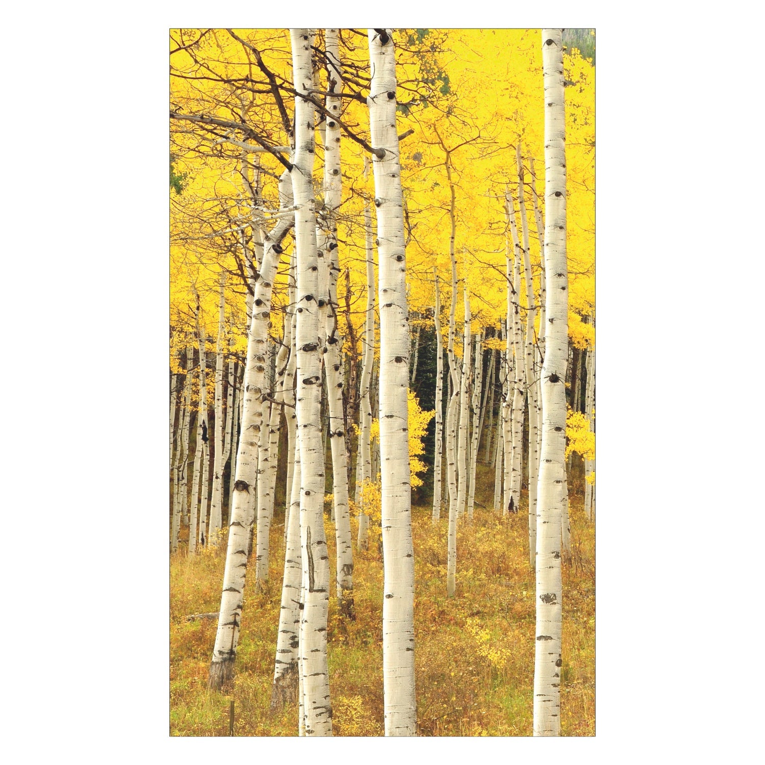 Duschrückwand nach maß