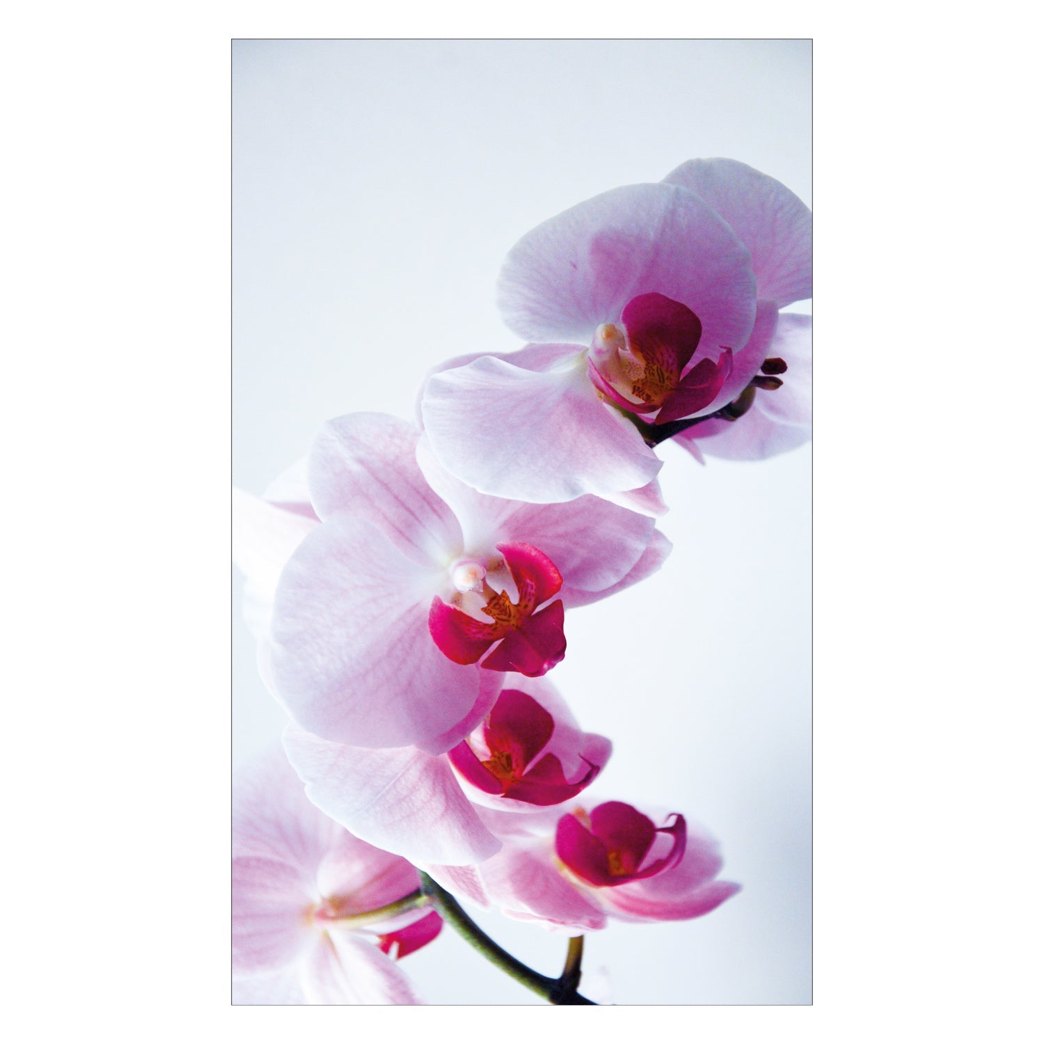 Duschrückwand nach maß