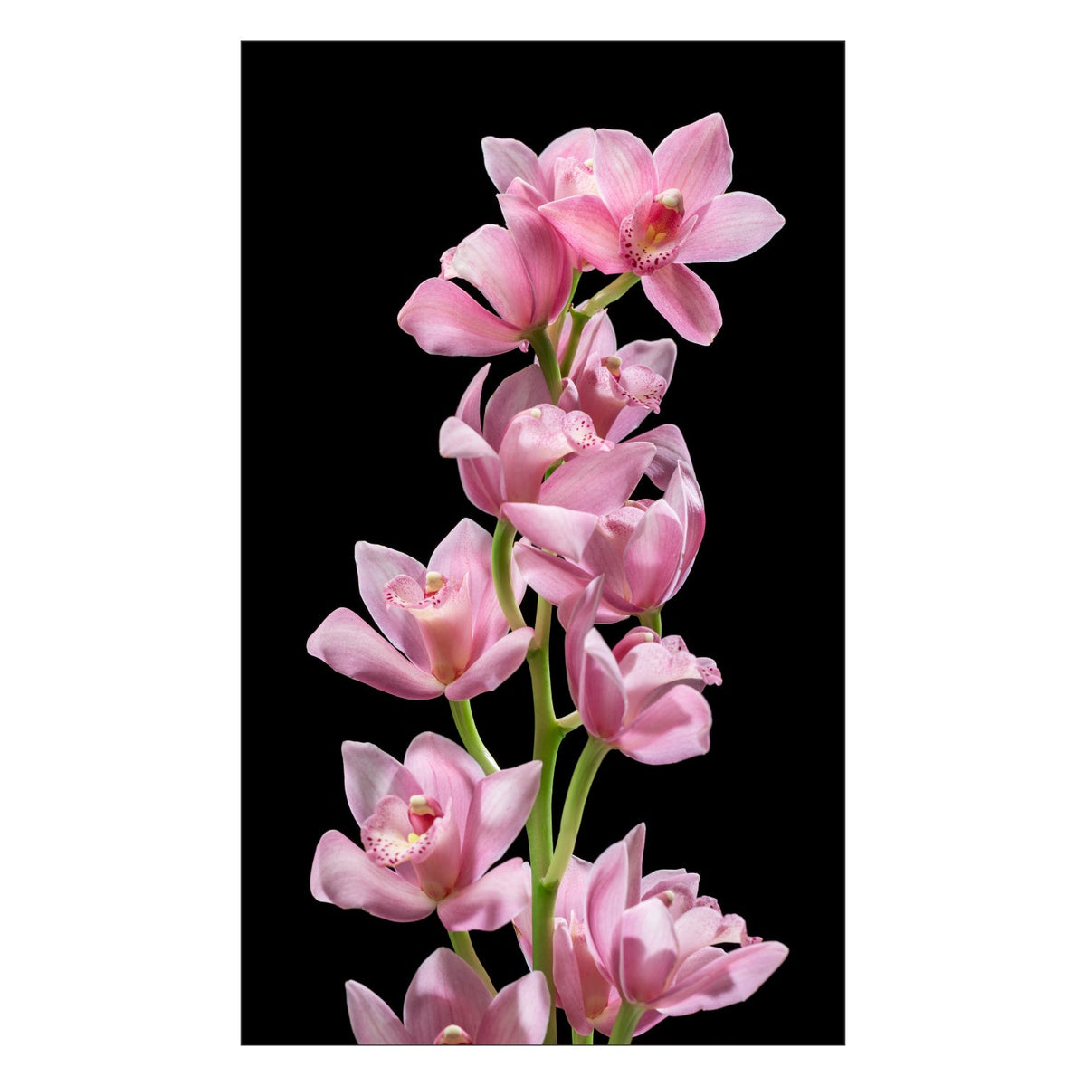 Toilettenrückwand nach maß