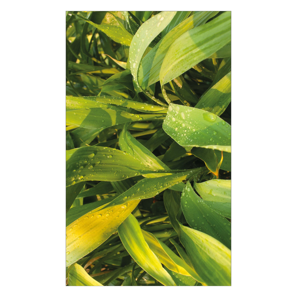 Toilettenrückwand nach maß