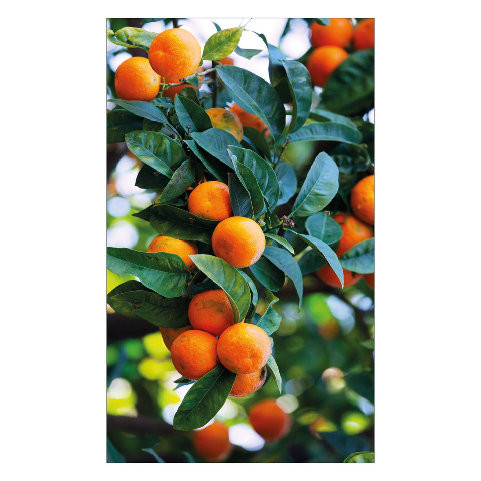 Toilettenrückwand nach maß