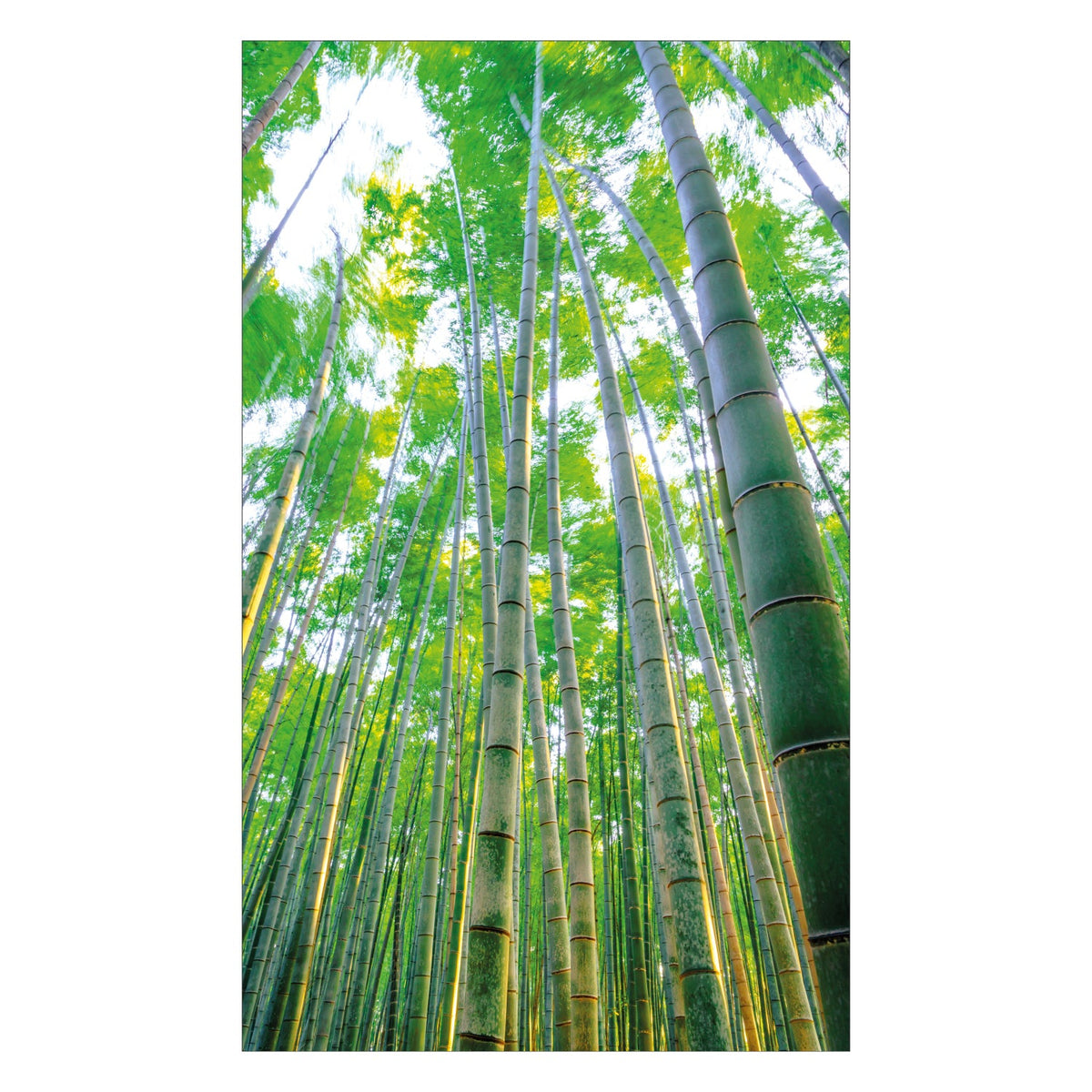 Duschrückwand nach maß