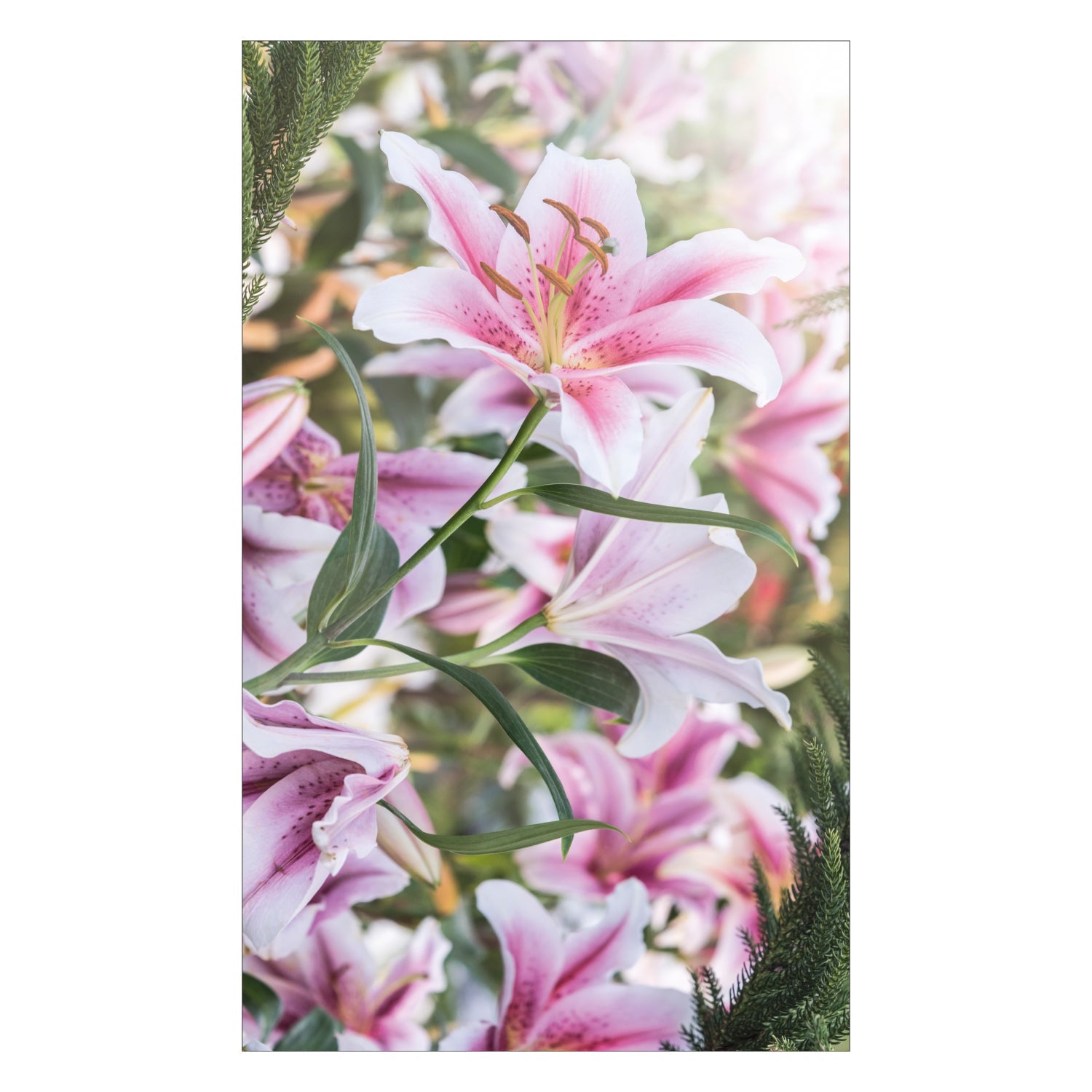 Duschrückwand nach maß